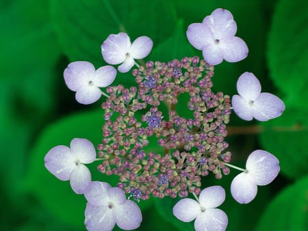 flower - white, nature, love, gift, green, rose, flower