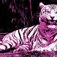 Pink And Black Tiger