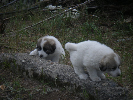 Follow the Leader - puppies, great pyrenees, playing, outside