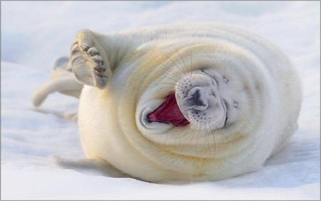 Foca - white, animals, happy, foca