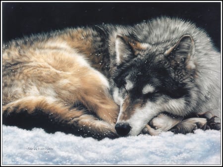 Lesley Harrison-And The Wolf Dreams - snow, 3d, lesley harrison, wolf