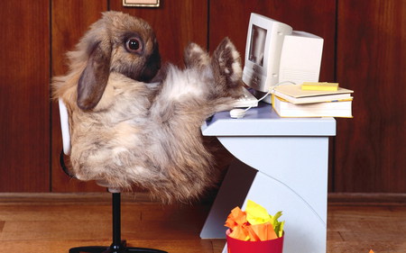 Make My Day - animal, desk, funny, computer, bunny