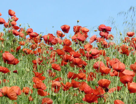 field of poppies - poppies, beautiful, field, image, nature