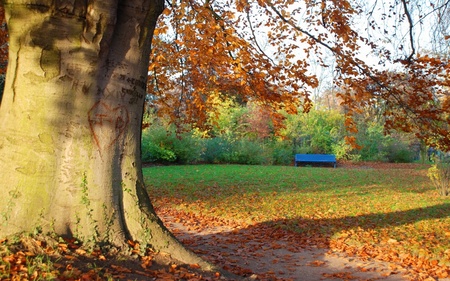 Tree and bench