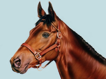 thoroughbred - thoroughbred, art, horse, animals