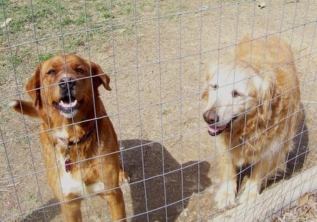 Our dogs Reece  Lady - reece and lady