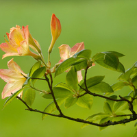 Wonderful Orange HD Flowers