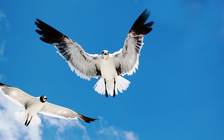 Sea Gulls at the Blue Sky - gulls, blue sky, seemoewe, moewe, sea gull