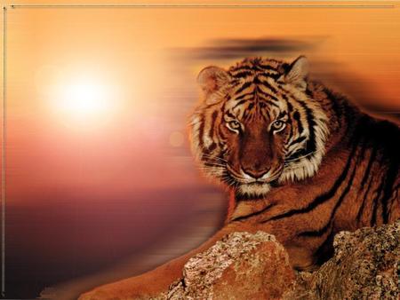 Tiger Look - orange, tiger, sun, other, animals