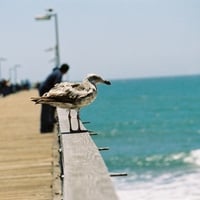 Oxford Ca. Seagul