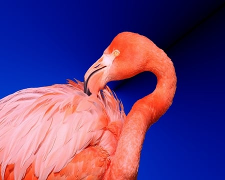 Pink Flamingo 1 - flamingo, animals, birds, pink flamingo