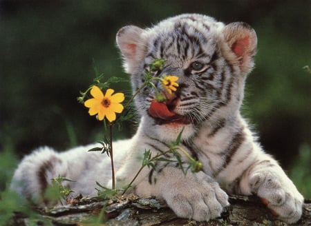 Cub Tiger - predator, cub, tongue, cat, resting, ground, white, baby, animal, flowers, tiger, small, flower