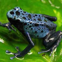 Dart Frog