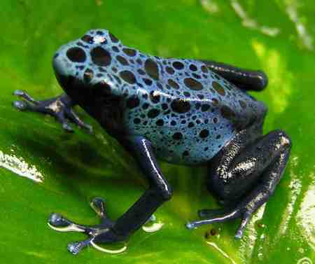 Dart Frog - dart frog