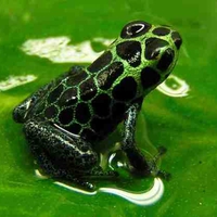 Dart Frog