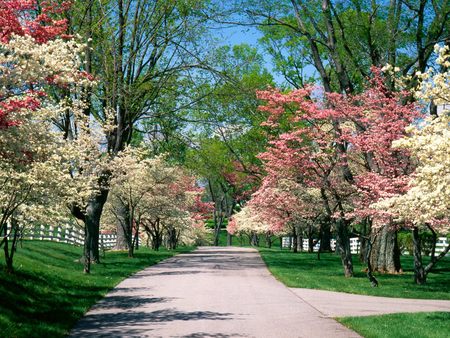 Pink and White Trees !!! - white, nature, pink, tree, road, other