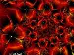 Red_Poppies