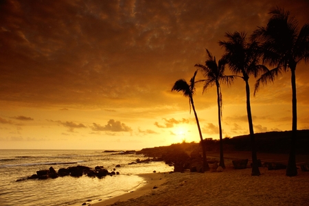 Sunset - beach, palms, sunset, ocean, nature