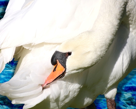 Swan 1 - bird, birds, swan, waterfowl, animals