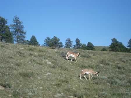 Antelope Black Hills National Park - antelope, animals