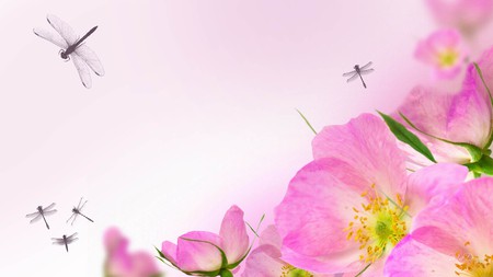 Pink and Dargonflies - firfefox persona, floral, dragonfly, dragonflies, flowers, soft pink