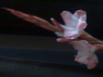 Flowers branch