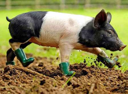 The working pig! - pig, pic, boots, photo, pigs, animal, picture, funny, mud, dirt, wall, wallpaper