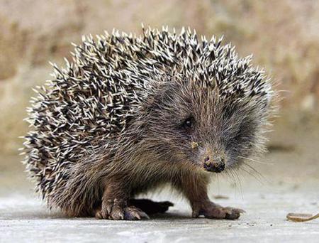 Are you sure you want to pet me?! :) - quill, porcupine, animal, wallpaper, pet, photo, wall