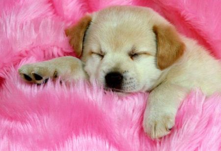 Sleepy puppy - puppy, wallpaper, sleepy, blanket, picture, sleep, wall, pink, dog, animal, photo