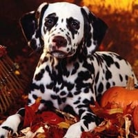 Dalmatian beauty