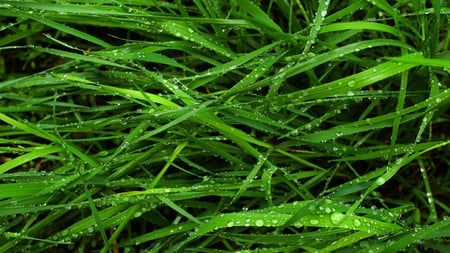 Grass Water Drops - nature, water, grass, drops