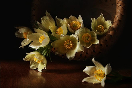 white and yellow - white, nature, flowers, yellow