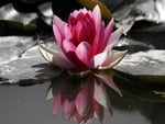 Lotus Flower