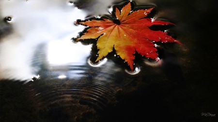 Floating Autumn - fall, water, autumn, lake, leaf, firefox persona, maple, oak