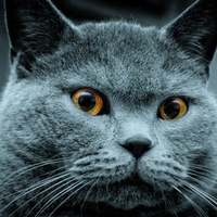 Grey Cat
