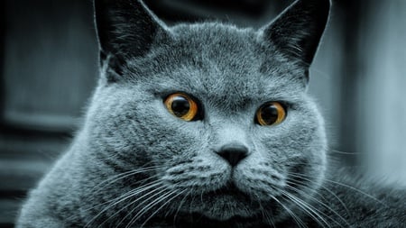 Grey Cat - cat, animals, grey, eyes