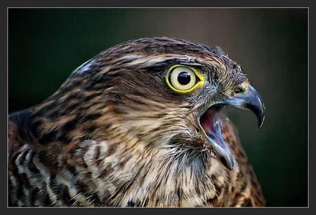 bird - animal, color, eye, bird