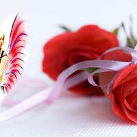 Kanchan Bagari: Rose Wallpaper