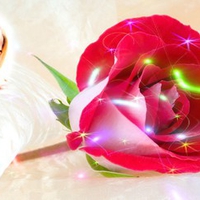 Kanchan Bagari: Fantasy Rose Wallpaper