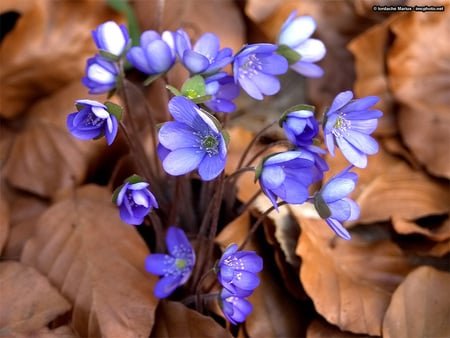 Delicate Blossoms - pretty, blue, delicate, spring, flower