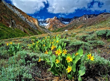 Mountain Spring - wild flowers, mountain, yellow, clouds, beautiful, field, blue sky, spring