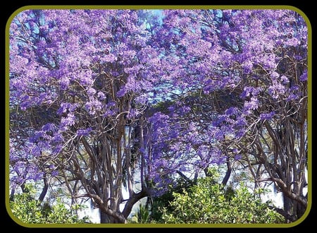 blue mimosa - mimosa, blue, beautiful, jacaranda, tree