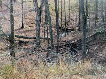 Brushtop - fall, nature, woods, creek