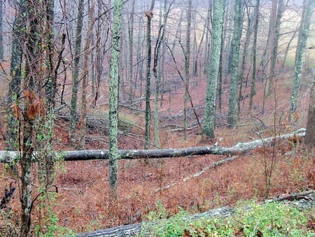 Fallen Trees - fall, woods, nature, valley