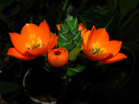 red beauty - pot, beauty, flower, red