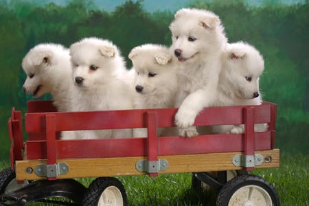 PUPS WAITING FOR THE PARADE - samoyes, cute, adorble, puppies