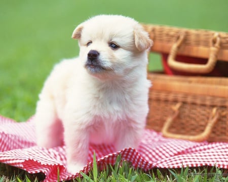 PUPS PICNIC WITH BASKET - an, adorable, cute, pup