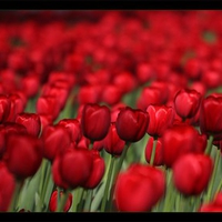 RED TULIPS