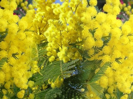 Mimosis for Cherie - blossoms, yellow, beautiful, mimosis, tree