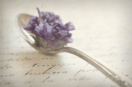 Silver Spoon - flowers, spoon, purple, blossom, beautiful, silver, still life